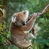 Koala - Phascolarctos cinereus o3029